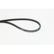 Courroie trapézoïdale à nervures CONTITECH [3PK823 ELAST]