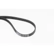 CONTITECH 5PK1441 - Courroie trapézoïdale à nervures