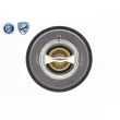 ACKOJA A38-99-0008 - Thermostat d'eau