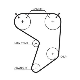 Courroie crantée GATES OEM 1356843030