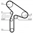 CONTITECH CT921 - Courroie crantée