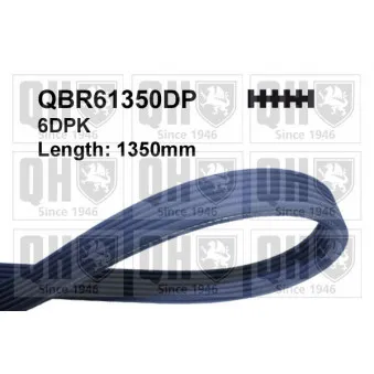 Courroie trapézoïdale à nervures QUINTON HAZELL QBR61350DP pour VOLKSWAGEN GOLF 2.3 V5 4motion - 150cv