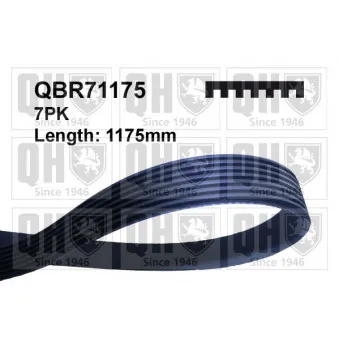 QUINTON HAZELL QBR71175 - Courroie trapézoïdale à nervures