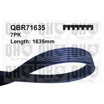 Courroie trapézoïdale à nervures QUINTON HAZELL OEM 11287843246