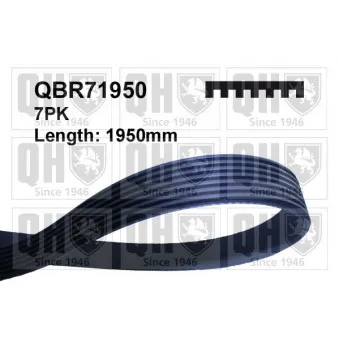 QUINTON HAZELL QBR71950 - Courroie trapézoïdale à nervures