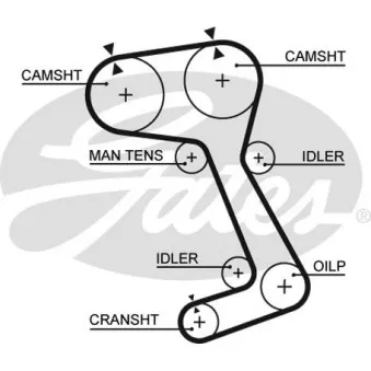 Courroie crantée GATES OEM 9135450