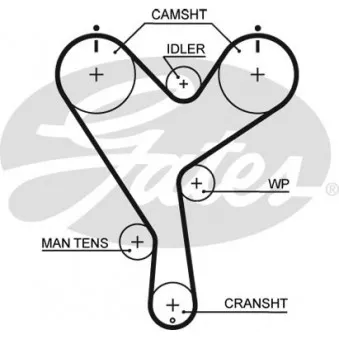 Courroie crantée GATES OEM 1356869035