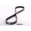 ASHIKA 112-6PK975 - Courroie trapézoïdale à nervures
